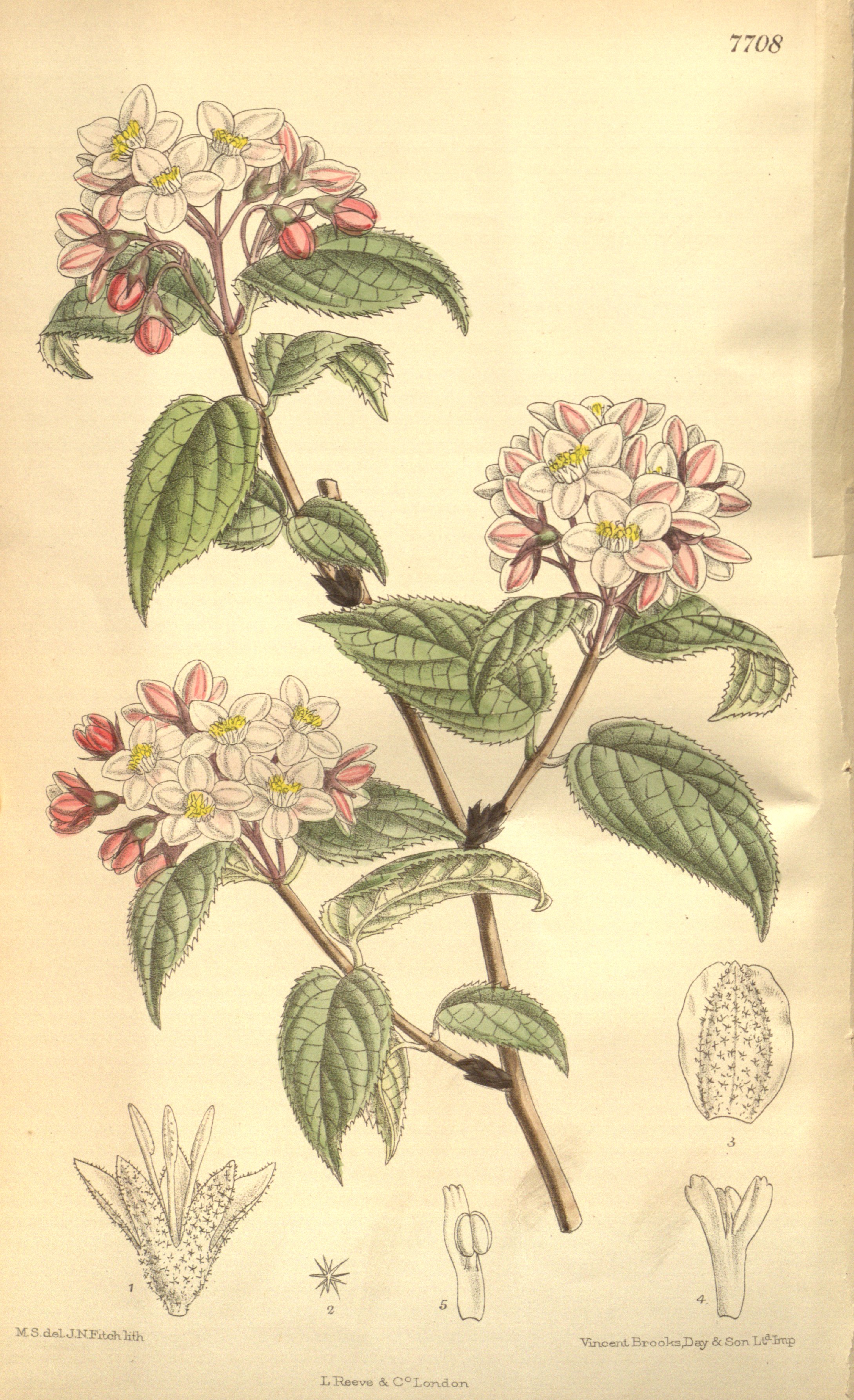 Deutzia purpurascens.jpg